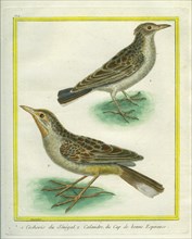 Eurasian Skylark and Oriental Skylark