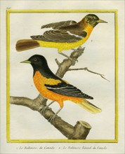 Baltimore Oriole and the Crossbred Baltimore Oriole