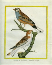Woodchat Shrike and Blue-fronted Redstart