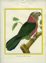 Plum-crowned Parrot