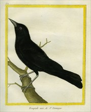 Jamaican Blackbird