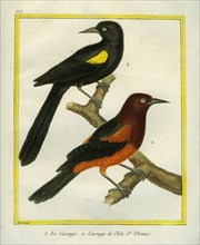 Yellow-winged Blackbird and Red-winged Blackbird