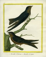 Purple Martin and Lesser Swallow-tailed Swift