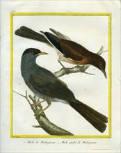 Le Merle et le Merle cendré de Madagascar