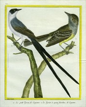 Tyrant flycatcher and Fork-tailed Flycatcher