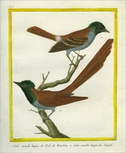 Malagasy Paradise Flycatcher and Blue-mantled Crested Flycatcher