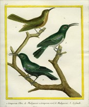 Le Grimpereau Olive, le Grimpereau vert de Madagascar et sa femelle
