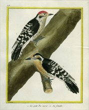 Downy Woodpecker and female