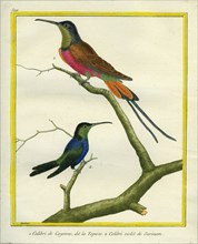 Ruby-topaz Hummingbird and Purple-chested Hummingbird