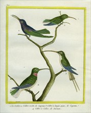 Le Colibri, le Colibri violet et à longue queue de Cayenne et le Colibri à collier du Surinam