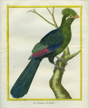 Guinea Turaco