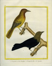 Common Grackle and Green Oriole