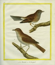 Sparrow and Common Nightingale