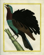 L'Oiseau de Paradis de Nouvelle-Guinée