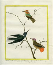 Cayenne Hummingbirds