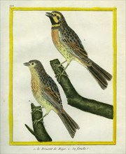 Male and Female Dunnock