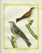 Orphean Warbler and Cetti's Warbler