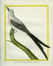 Fork-tailed Flycatcher