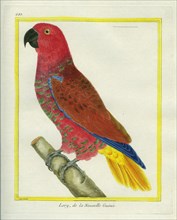 Le Lory de la Nouvelle-Guinée