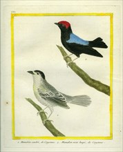 White-bearded Manakin and Red-capped Manakin
