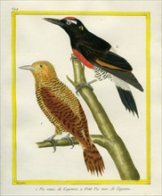 Spot-breasted Woodpecker and Red-bellied Woodpecker