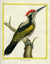 Green Goa Woodpecker