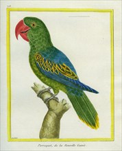 Le Perroquet de la Nouvelle-Guinée