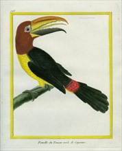 La Femelle du Toucan vert de Cayenne