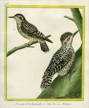 Male Hoffmann's Woodpecker and Sulawesi Pygmy Woodpecker