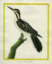 Male Downy Woodpecker