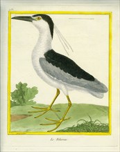 Night heron
