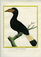 Tarictic Hornbill