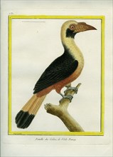 Female Tarictic Hornbill