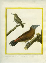 Green-barred Woodpecker and Grey Woodpecker