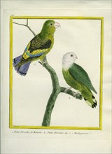 Lilac-tailed Parrotlet and Grey-headed Lovebird