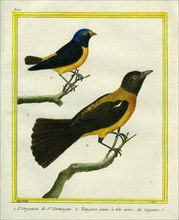 Antillean Euphonia and Black-headed Oriole