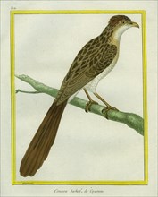 Cayenne Spotted Cuckoo
