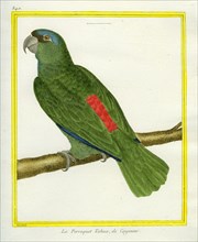 Le Perroquet Tahua de Cayenne