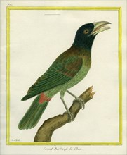 Great Barbet