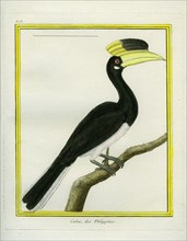 Le Calao des Philippines