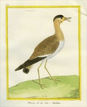 Great Stone-curlew