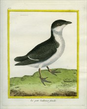 Female Guillemot