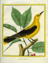 Male South American Yellow Oriole