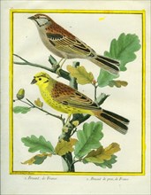 Yellowhammer and Savannah Sparrow