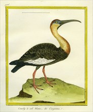 Cayenne White-necked Curlew