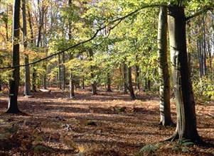 Bois de Montlognon, parcelle 238