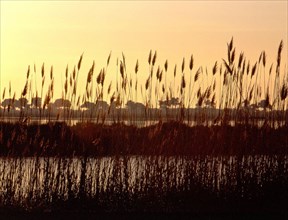 Etang du Repaus vu de la voie privée, au niveau de la Coloniale