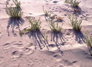 Dune, détail de traces d'oiseaux et de végétaux