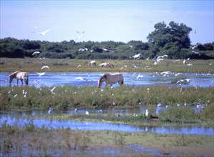 La Bassée, Lu Crotoy marsh