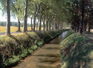 Les Thoumasés, Le Laudot  post: row of oaks and plane trees seen from the D624 bridge, downstream